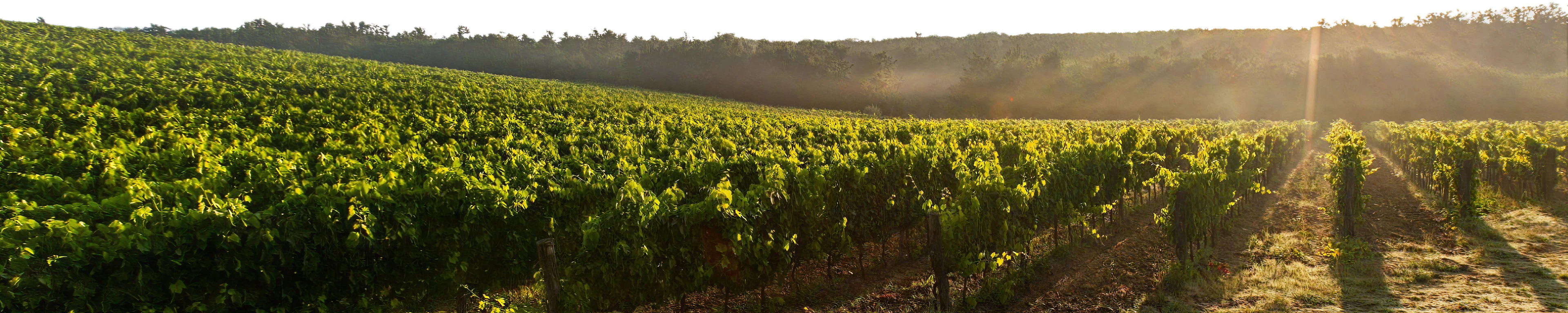 Events - Wine Treasures